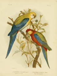 Periquito de cabeza pálida o Rosella de cabeza pálida, 1891